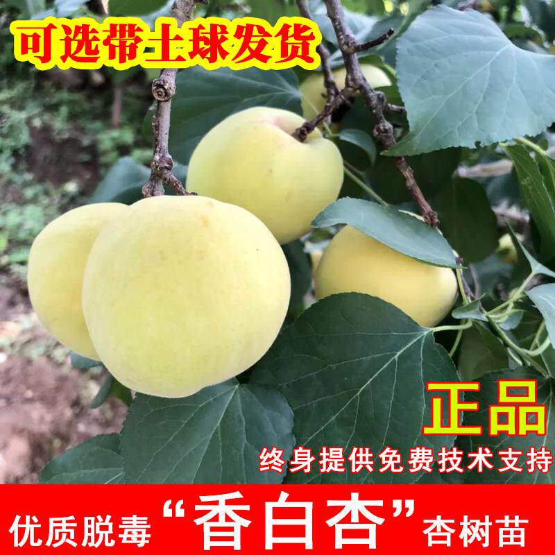 嫁接香白杏树苗河北大香杏大白杏苗耐寒北方南方种当年结果果树苗