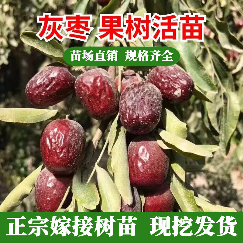嫁接枣树活苗新疆若羌灰枣树苗吊干枣大红枣盆栽庭院地栽果树苗木