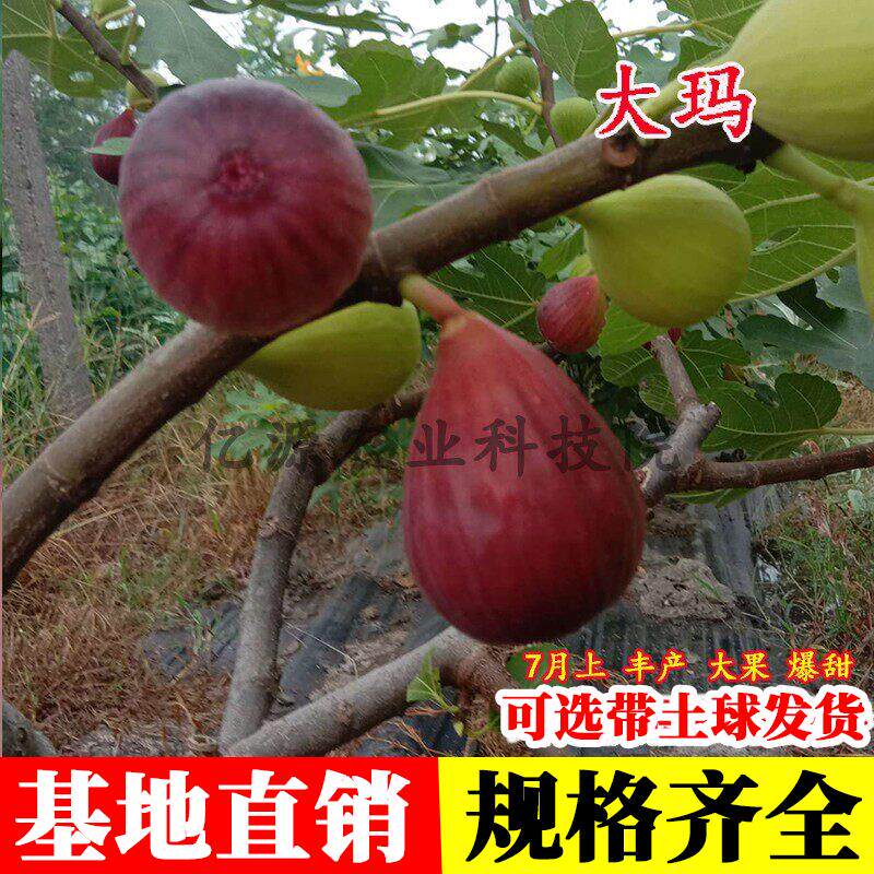 大玛无花果树苗盆栽地栽特大玛斯义陶芬无花果苗南方北方种植