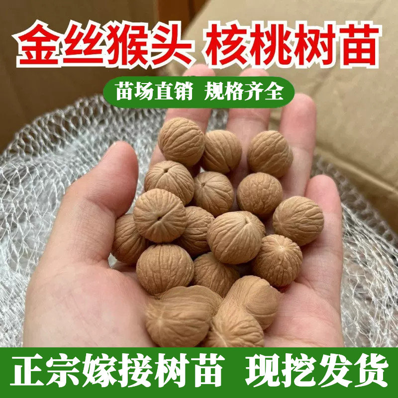 美国金丝猴头树苗文玩迷你小核桃苗正圆猴头凤羽土豪南瓜当年结果