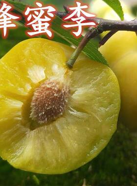 新品种嫁接蜂蜜李子苗黄