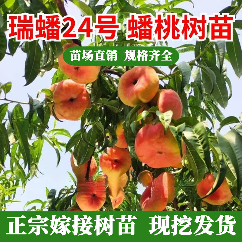 8月成熟蟠桃树苗特大晚熟嫁接毛蟠桃苗果树苗木种庭院地栽当年结