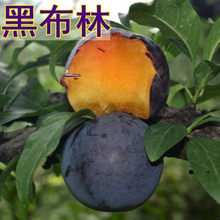 黑布林李子苗 黑布朗李 黑布林树苗 嫁接果树苗李子苗