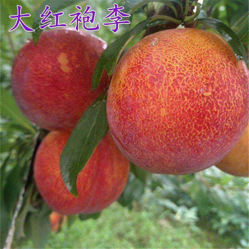 大红袍李子苗离核甜李子耐冬嫁接甜脆李子树苗抗寒干碗离核李子苗
