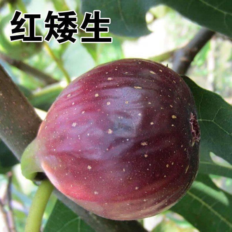 红矮生无花果树苗特大无花果苗南北方室内外庭院种新品种果树