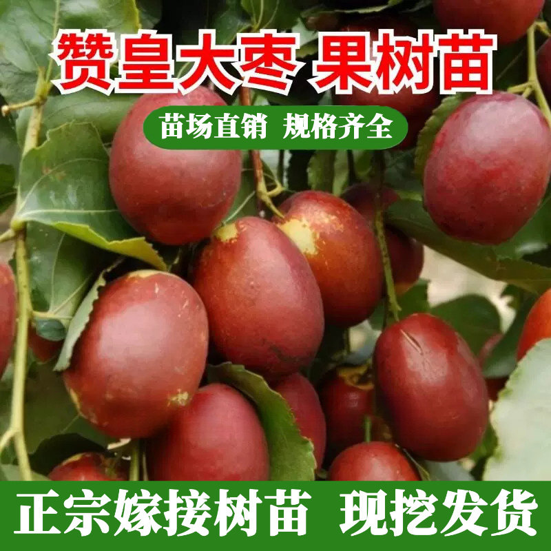 嫁接枣树活苗果树苗木庭院地栽赞皇大枣树苗盆栽枣子当年结果树苗