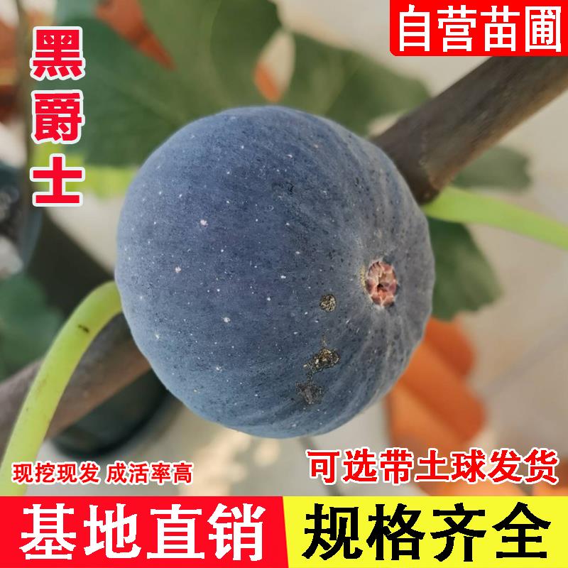 黑爵士无花果苗特大特甜早熟晚熟盆栽地栽波姬红耐寒无花果树苗