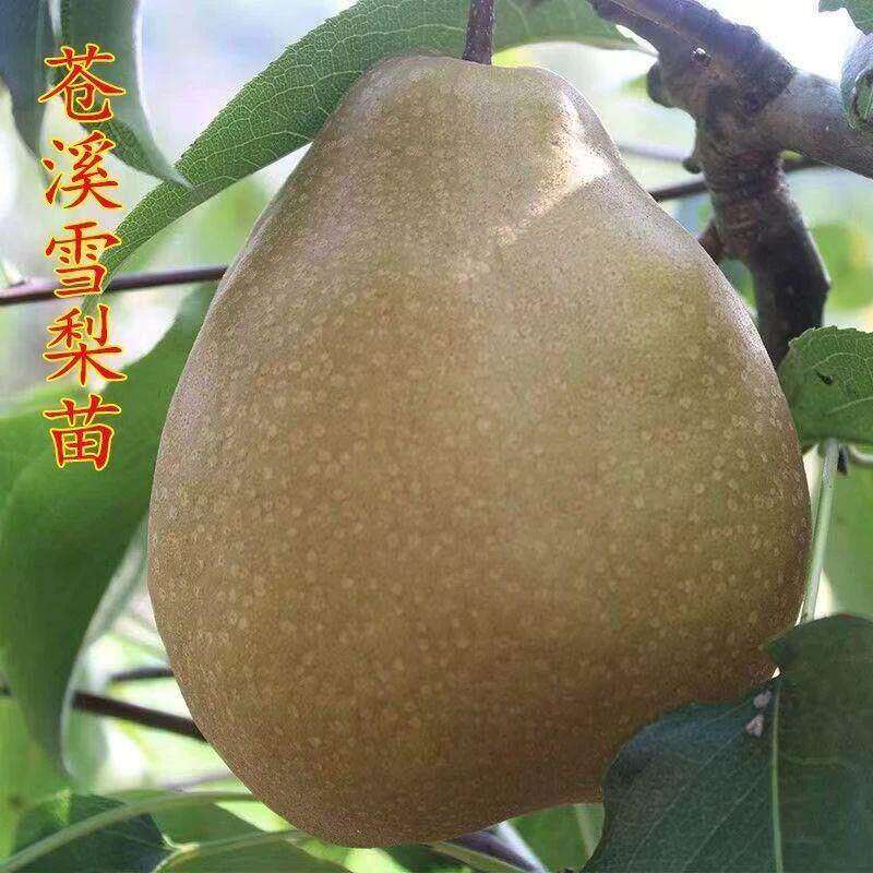 梨树苗嫁接苍溪雪梨树苗脆甜多汁南北方盆栽地栽庭院种植当年结果