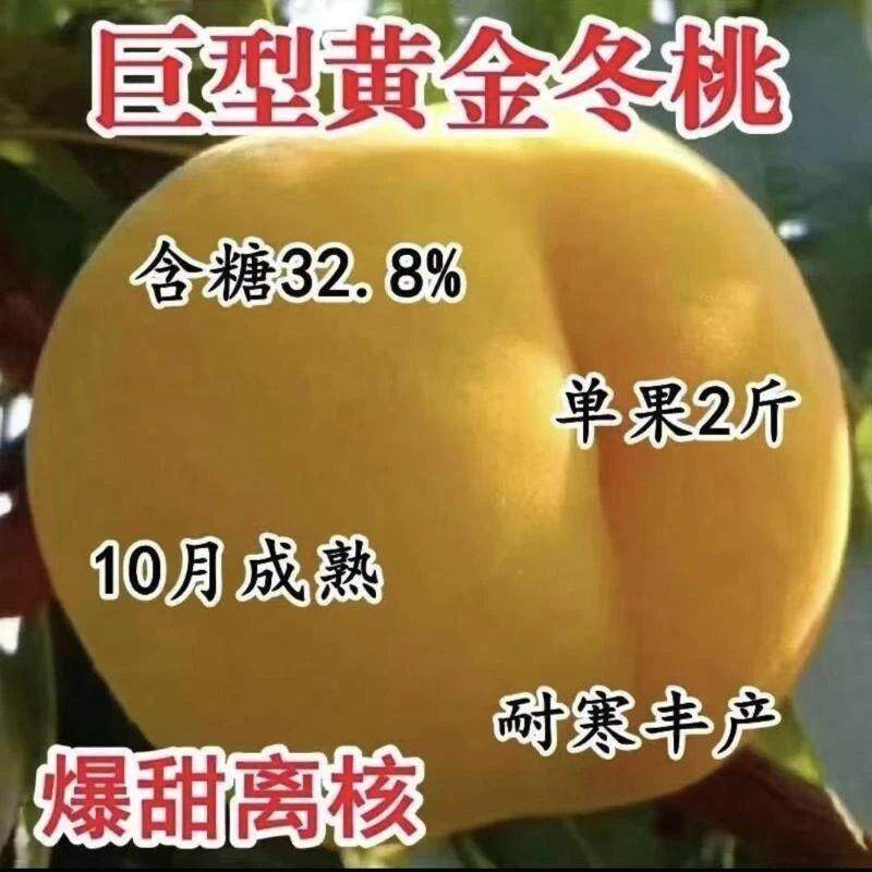 晚熟黄金冬桃树苗嫁接黄心桃子苗盆栽地栽当年结果果树苗木种植