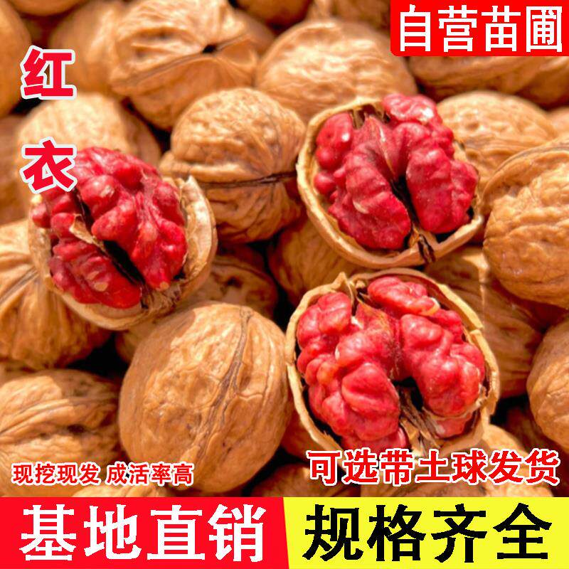 红衣核桃树苗嫁接薄壳紫衣纸皮核桃苗南方北方种植当年结果果树苗