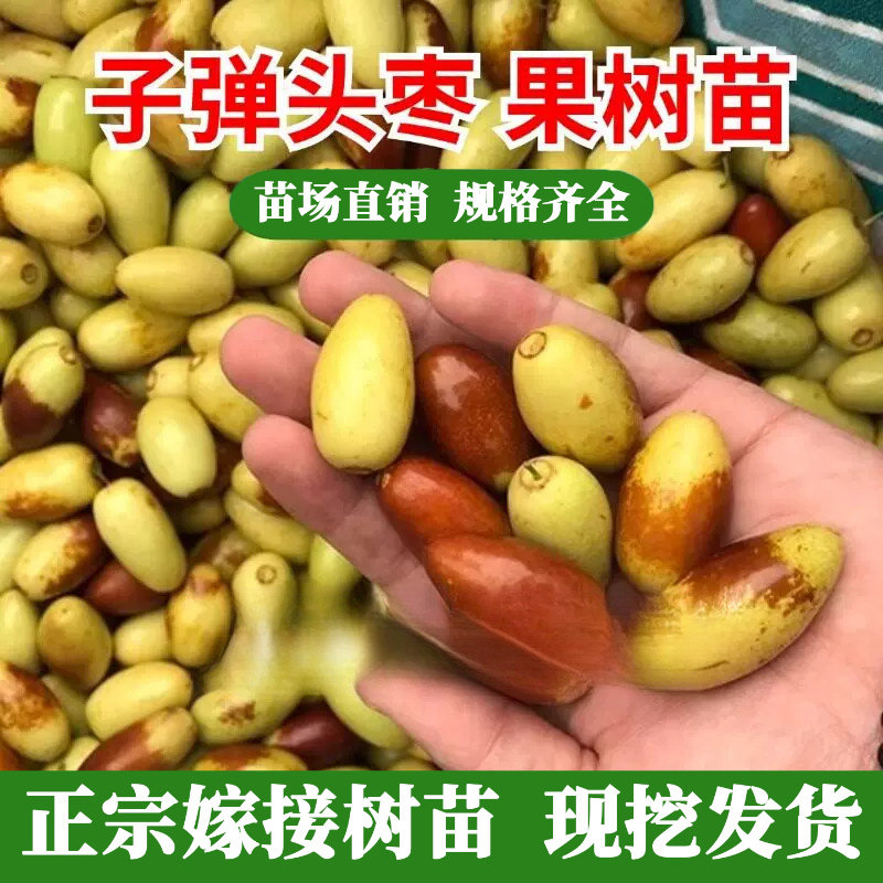 嫁接枣树活苗果树苗木盆栽早熟马牙枣月光枣子弹头枣树苗当年结果