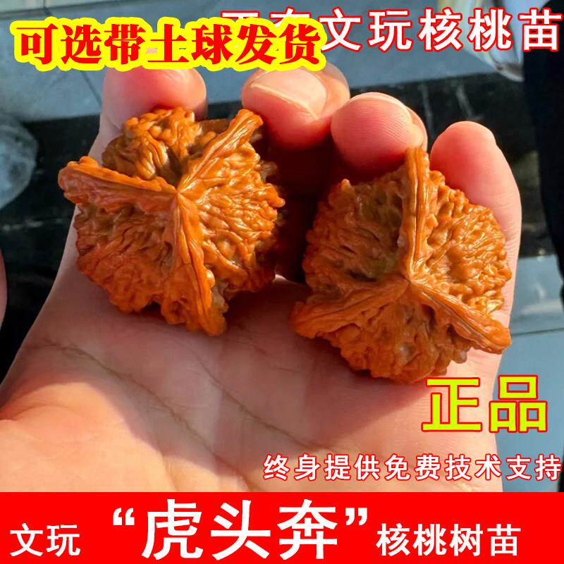 虎头奔三棱文玩核桃树苗正奔大奔盘龙麻核桃苗北南方庭院当年结果