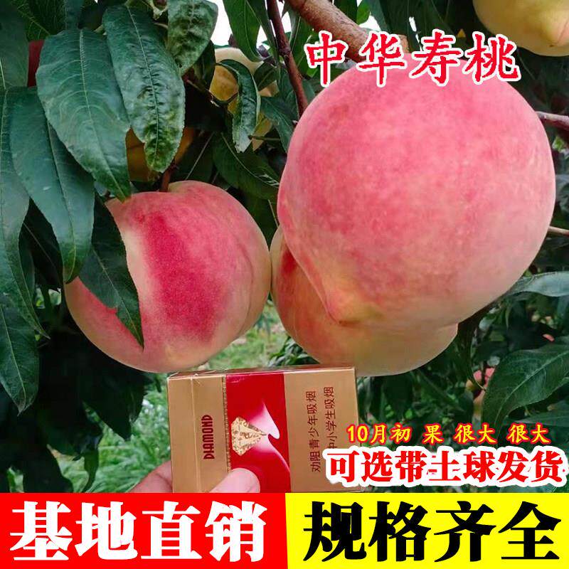 特大中华寿桃树苗嫁接晚熟脆甜冬桃树果苗果树苗木庭院盆地栽桃子