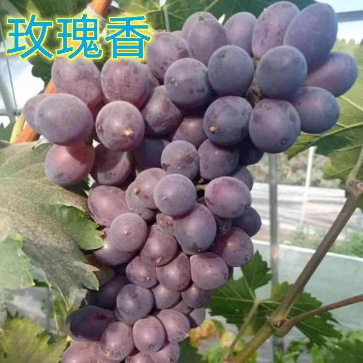 大泽山玫瑰香葡萄苗高产甜度高南北方种植当年结果盆栽地栽爬藤树
