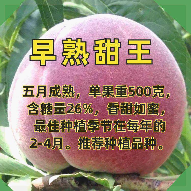 新品种特大超甜早熟甜王桃树苗果树苗南北方种植当年结果