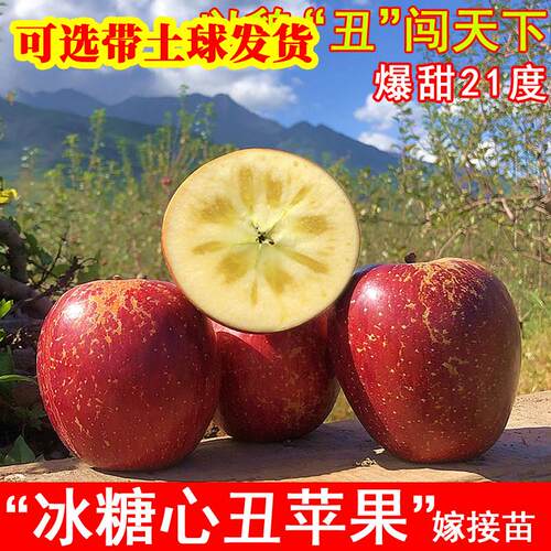 嫁接冰糖心丑苹果树苗云