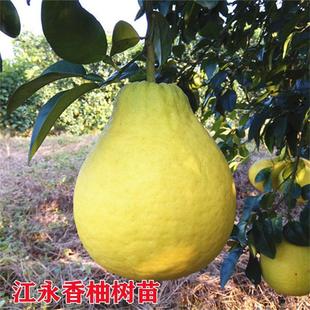 果树果苗江永香柚柚子树苗四季好养水果苗阳台盆栽南方北方当年种