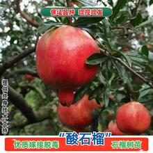 建水酸石榴树苗特大酸甜石榴苗盆栽地载南北方耐寒庭院种当年结果