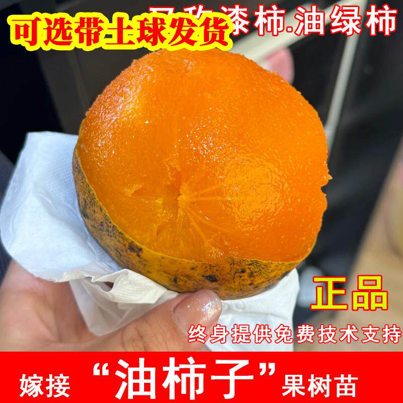 老品种油柿子苗正宗脏脏柿果苗野生绿柿泡酒柿子树苗盆地栽北南方