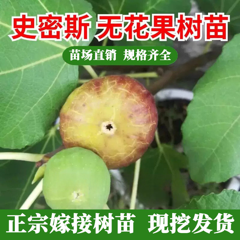 史密斯无花果树苗特大室图片