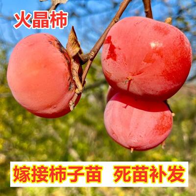 火晶柿子树苗南方北方种植嫁接火罐柿子苗盆栽地栽果树苗当年结果
