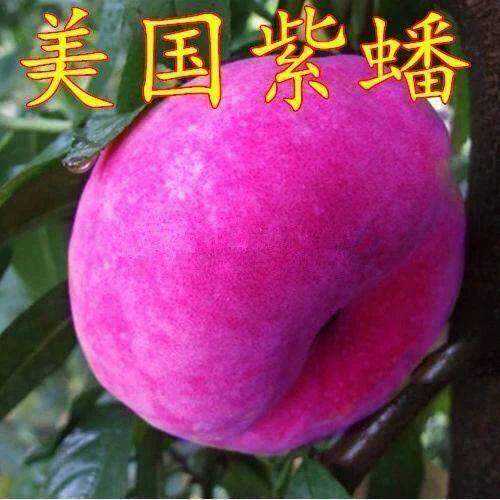 特大耐寒蟠桃树苗美国红蟠树苗紫蟠桃苗巴西玫瑰嫁接苗当年结果