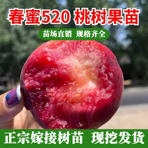 嫁接特早熟水蜜桃树苗五