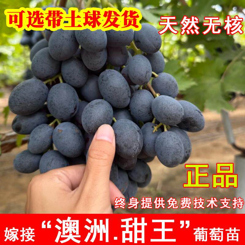 嫁接澳洲甜王葡萄苗新品种自然无核黑提葡萄树苖南北方盆地栽种植