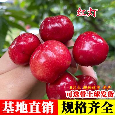 车厘子甜樱桃苗嫁接红灯