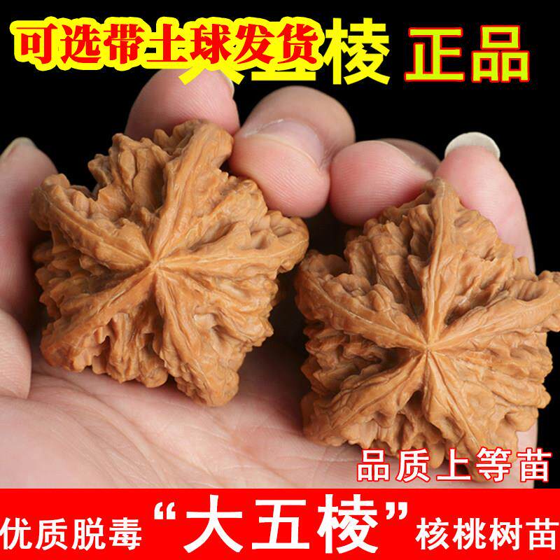 大五棱文玩核桃树苗特大三棱麻核桃苗盆栽地栽南北方当年结果果树