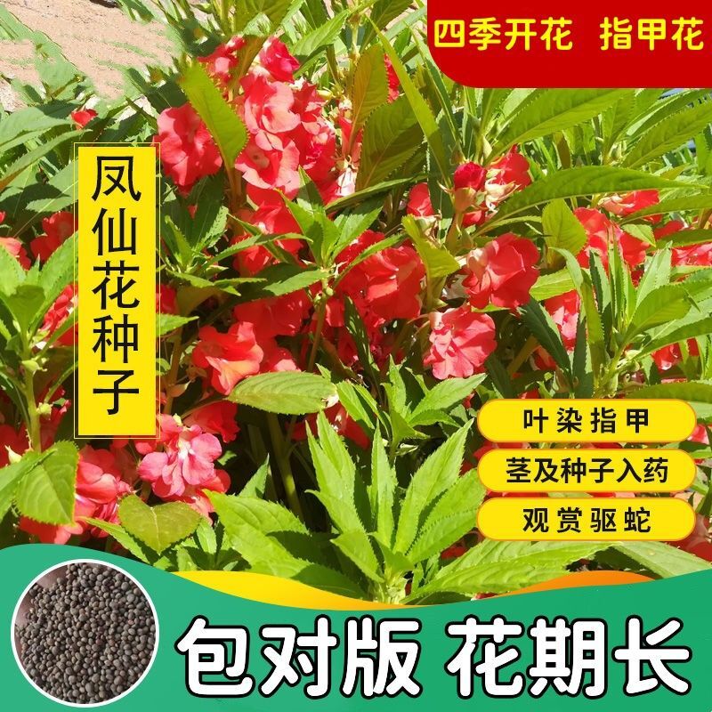 凤仙花种子重瓣茶花阳台盆栽室内学生实验四季易种花草指甲花种籽