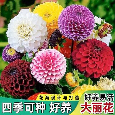 大丽花种子巨型重瓣大花种籽耐热四季易种庭院阳台盆栽花草种子籽