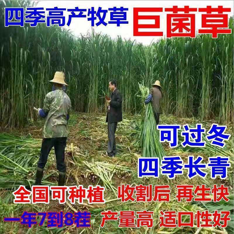 新型高产巨菌草牧草种子四季常青冻不死喂牛羊鱼高产畜牧草籽