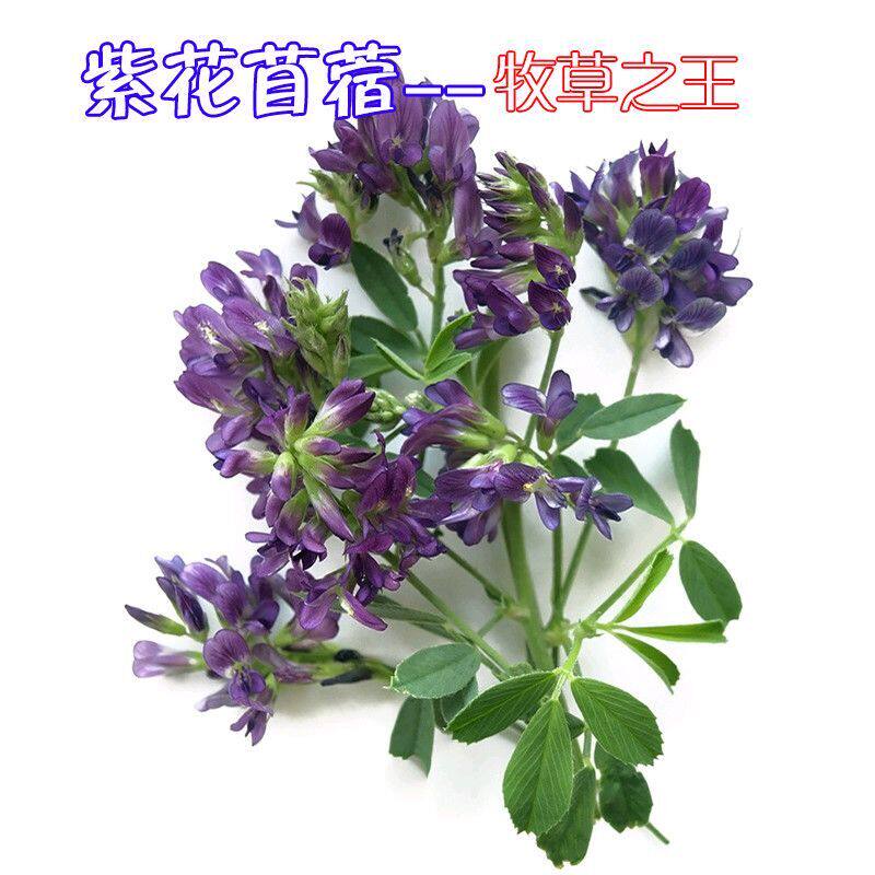 紫花苜蓿种子苜蓿草木樨优质高产多年生四季养殖牧草
