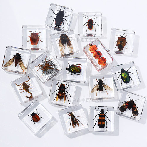 昆虫标本科普学生教学透明树脂