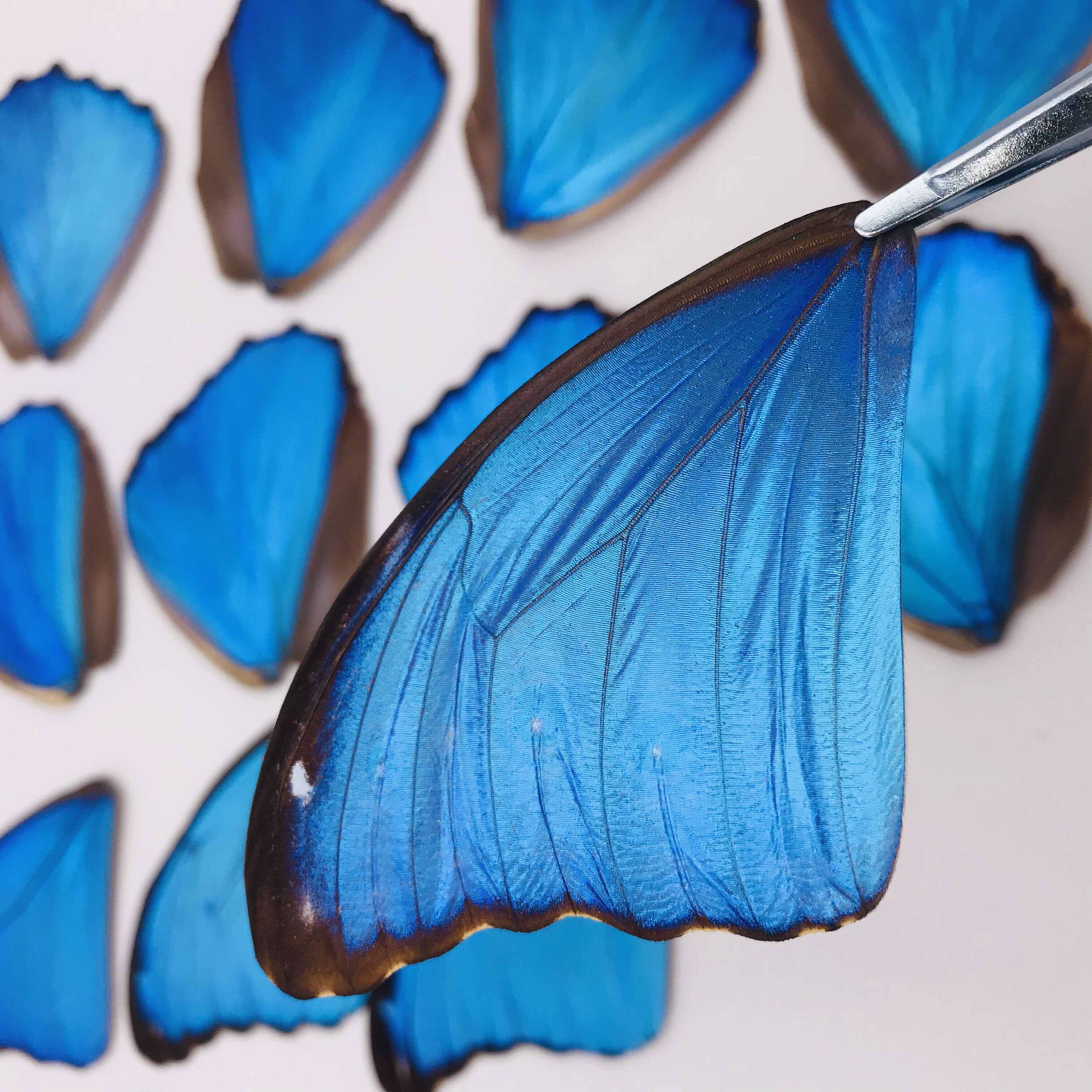 大蓝闪蝶欢乐女神蝶翅画学生手工原料蝶仙子蝴蝶翅膀标本diy材料