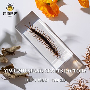超大真蜈蚣标本 霸气收藏 异宠爱好者臻选 生物教学奇特装饰礼物