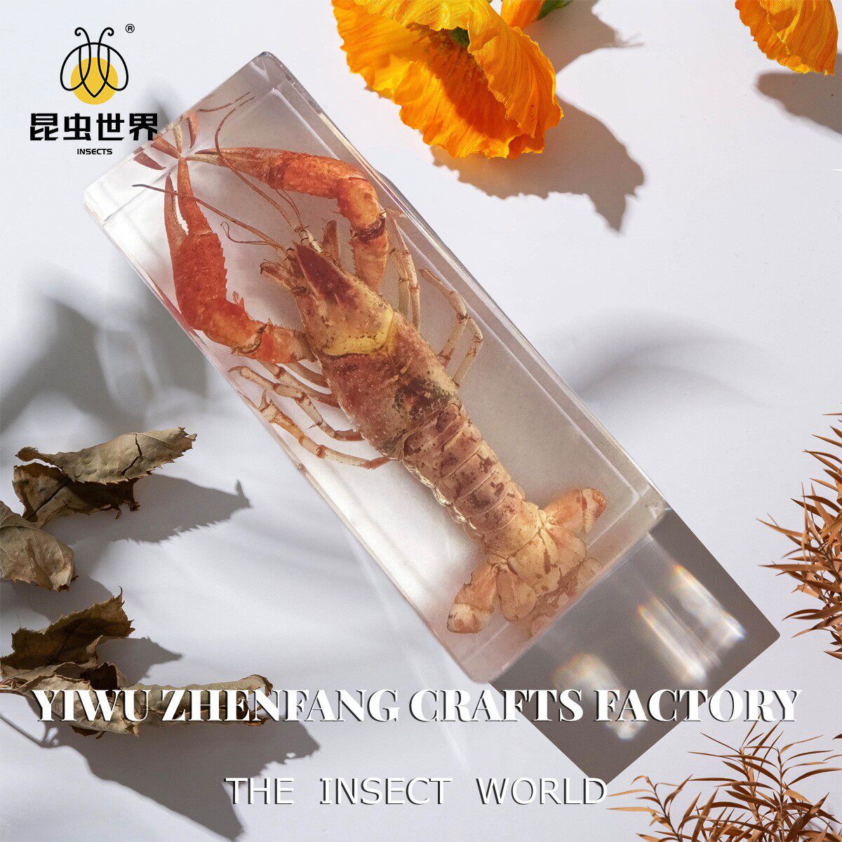 海洋奇珍标本 小龙虾沙蟹螃蟹海洋生物标本 创意家居装饰收藏礼物