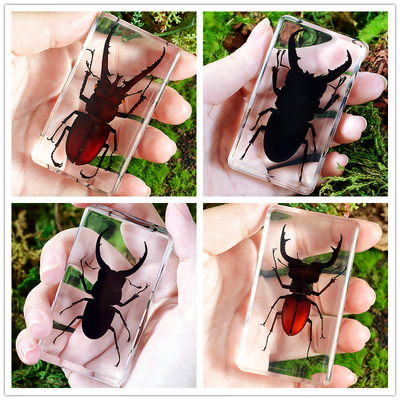 甲虫海洋琥珀动物树脂真虫科普