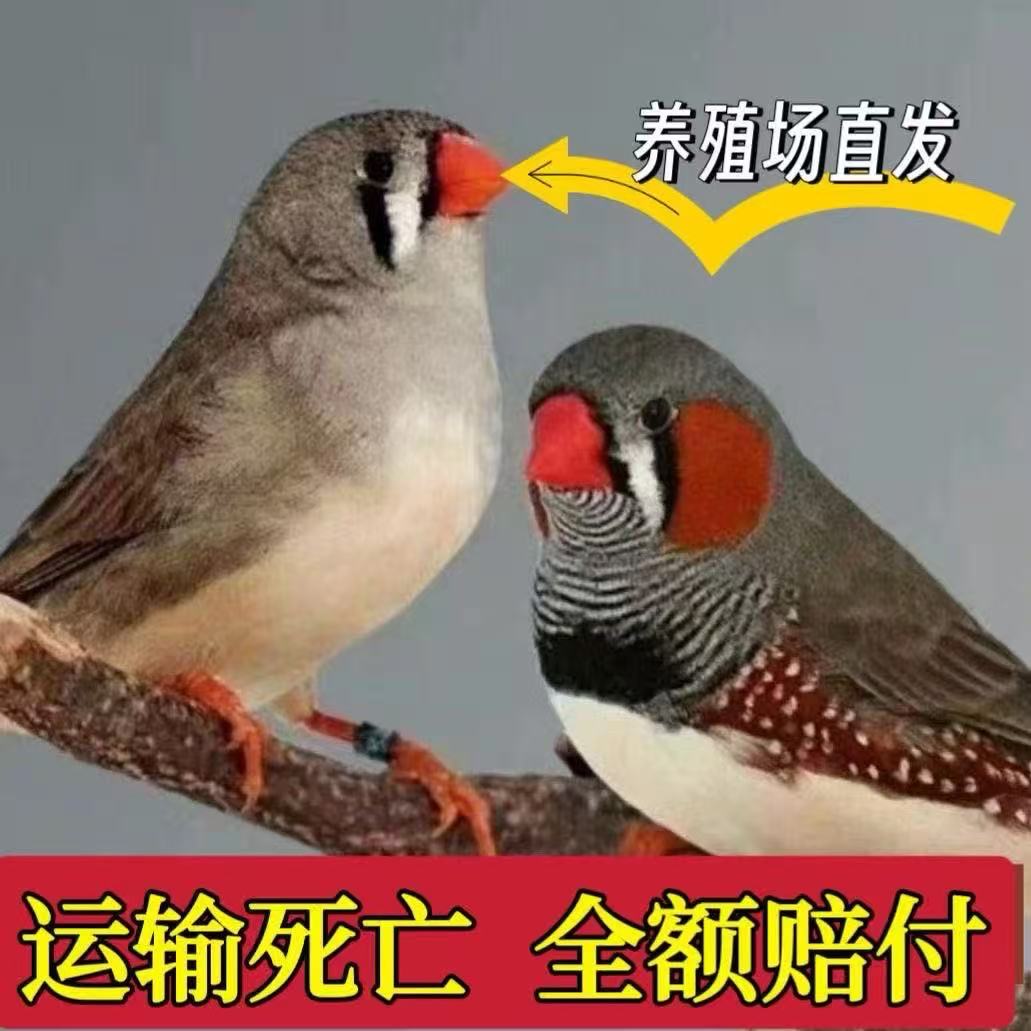 清仓特价短尾珍珠鸟灰白便宜繁殖观赏鸟宠物鸟小鸟可爱公母一对
