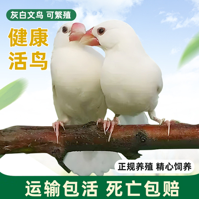 养殖场直发精品文鸟灰白文观赏鸟宠物鸟可繁殖手养亲人萌宠