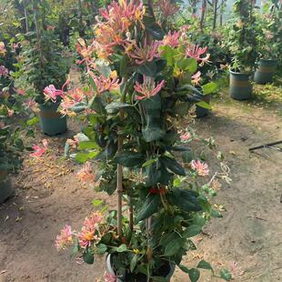 苏皖多彩红色藤本金银花盆栽爬藤绿植耐寒喜水庭院花卉带花苞阳台