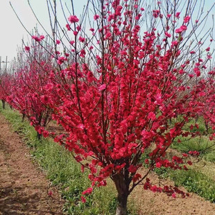 骨里红梅花树苗红梅绿梅树苗盆栽盆景腊梅花树苗庭院耐寒绿化落叶