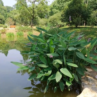 池塘水生花卉植物再力花苗湿地挺水植物 千屈菜 人工湖鸢尾水菖蒲