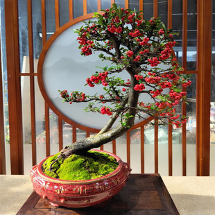 饰客厅室内阳台盆栽火棘苗 吉祥果年宵花卉火棘盆景红红火火新年装