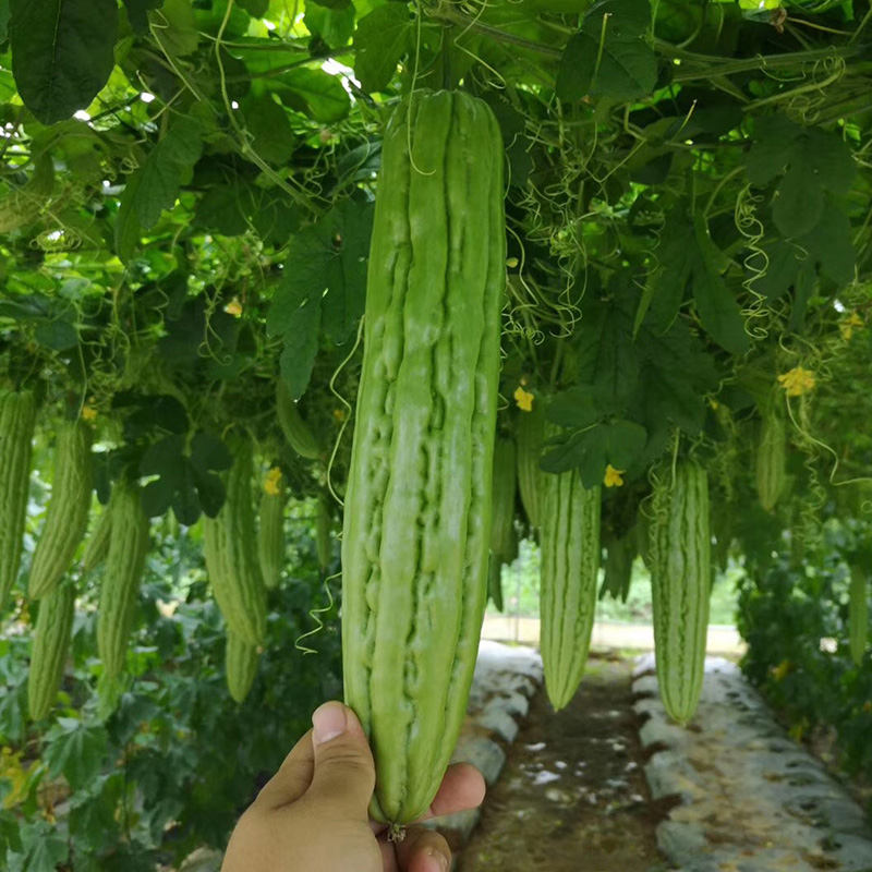 油绿苦瓜种苗蔬菜种孑农家四季播苦瓜种子高产苦瓜种籽特大