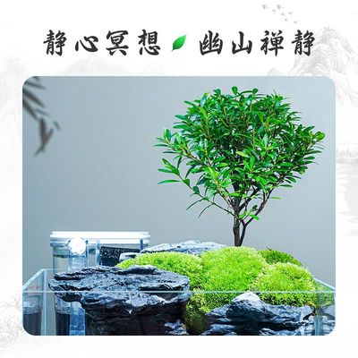 鱼缸家用桌面苔藓微景观绿植造景生态小鱼缸客厅小型创意水陆缸