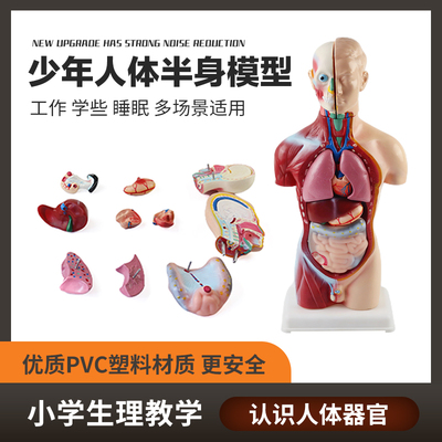 少年人体半身模型生物标本