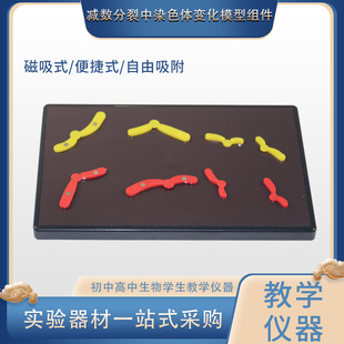 减数分裂中染色体幻化变化模型组件磁吸式初中高中生物学生教学仪器实验器材