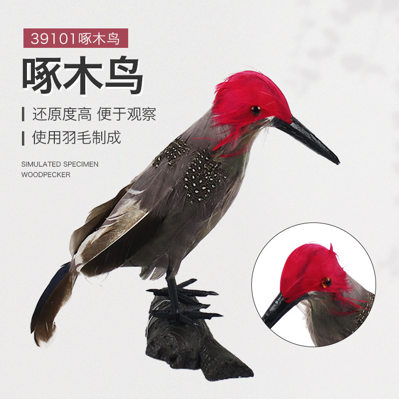 啄木鸟仿真模型 小学科学标本 生物实验标本 初高中实验器材教学仪